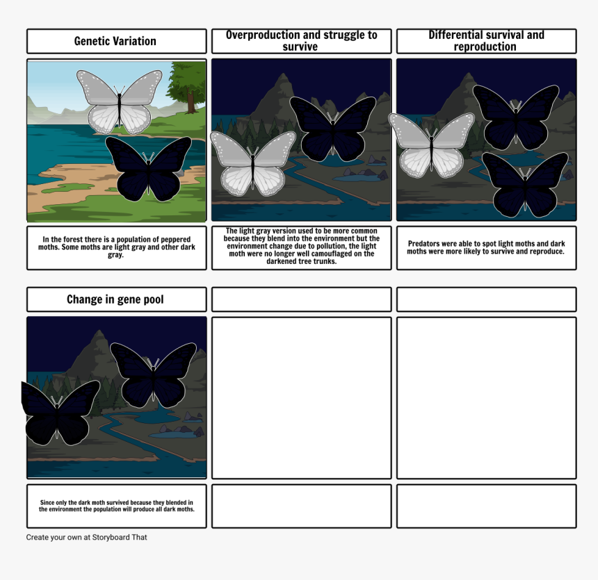 4 Principles Of Natural Selection Storyboard, HD Png Download, Free Download