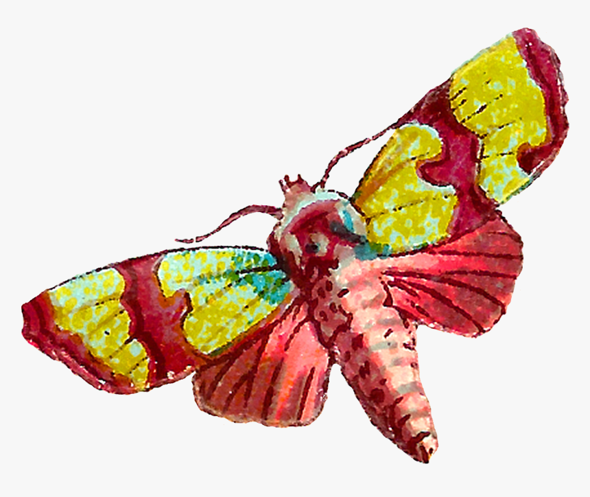 Both Of The Moth Images Are Shabby And Distressed, - Butterfly, HD Png Download, Free Download