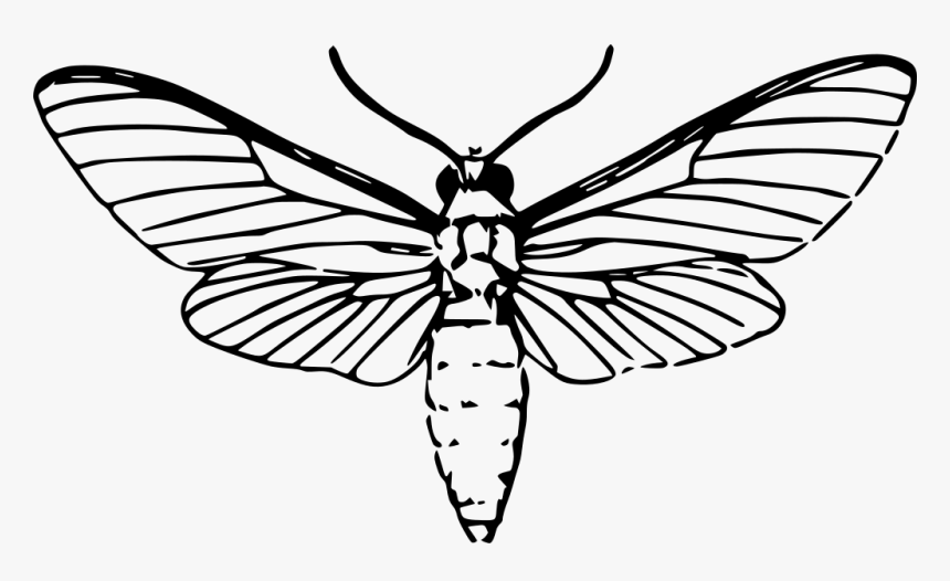 Moth Drawing, HD Png Download, Free Download