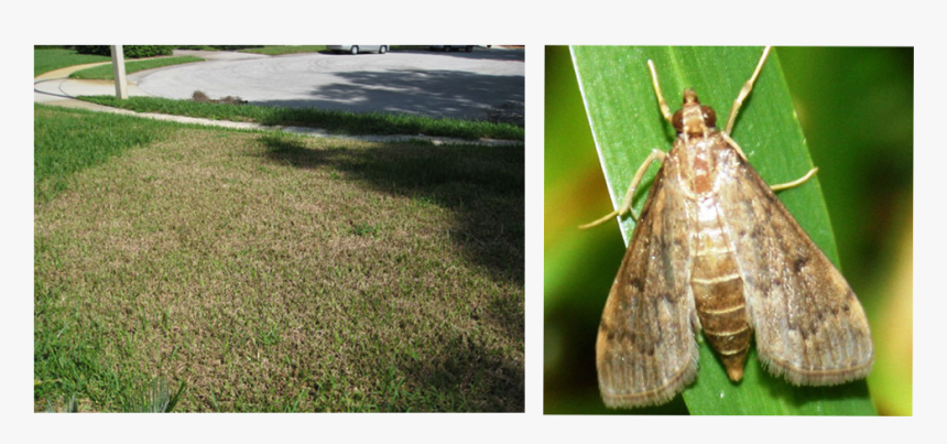Frontier Exterminating Blog Post Image V1 - Hofmannophila Pseudospretella, HD Png Download, Free Download