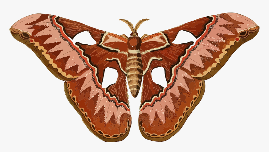 Moth Clipart, HD Png Download, Free Download