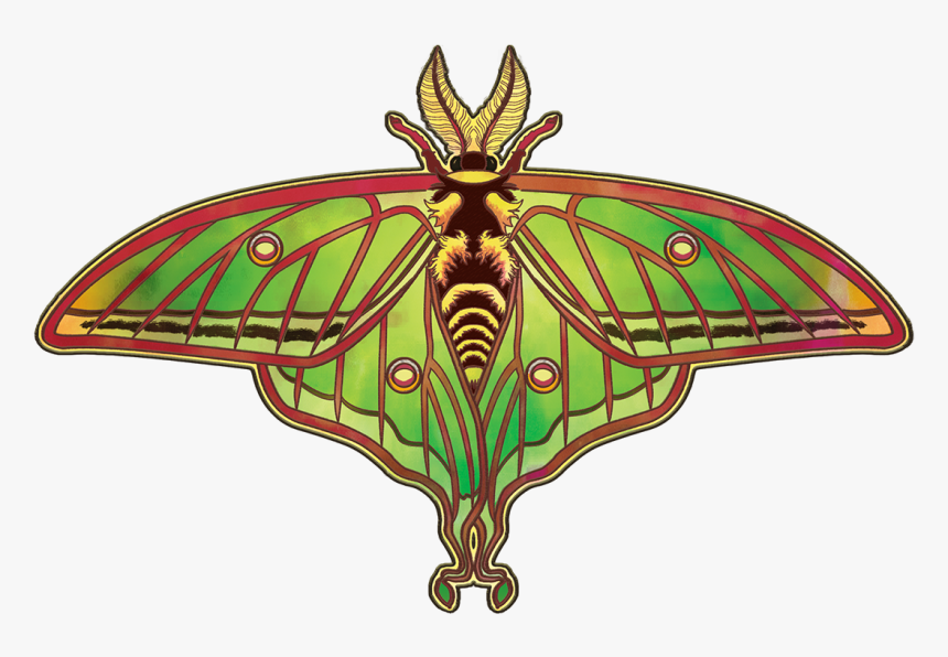 Transparent Moths Png - Moth, Png Download, Free Download