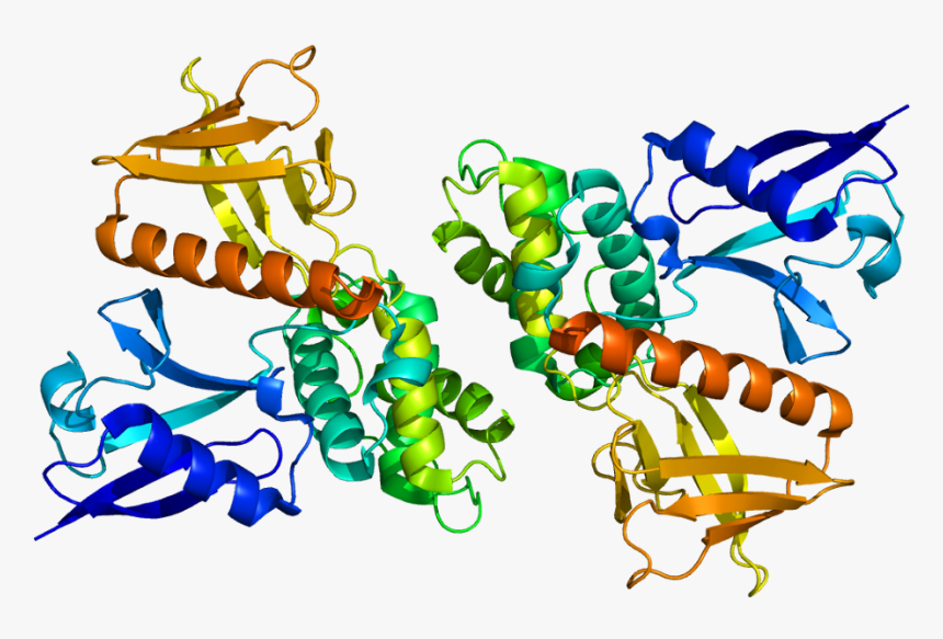 Protein Nf2 Pdb 1h4r - Neurofibromin 2, HD Png Download, Free Download