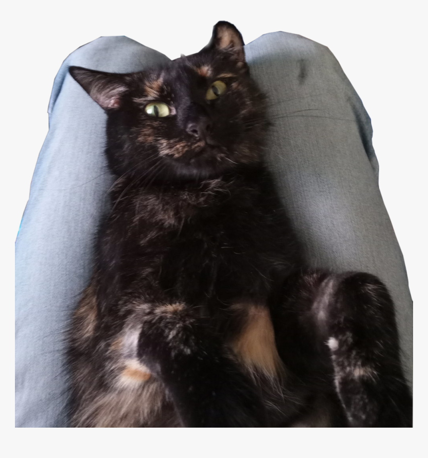 Img 20190527 122240 - Black Cat, HD Png Download, Free Download