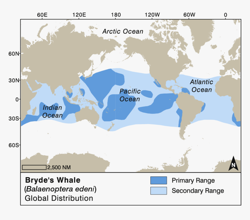 Bryde's Whale Migration Map, HD Png Download, Free Download