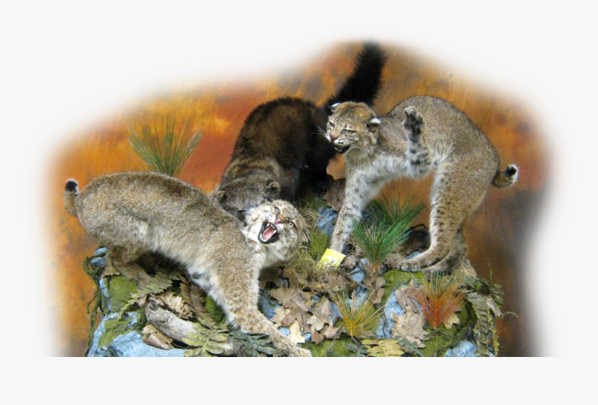 Slide0 Slide1 Slide2 - Bobcat, HD Png Download, Free Download