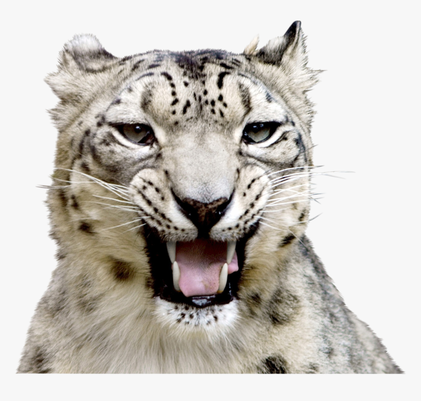 Snow Leopard Face Roar, HD Png Download, Free Download