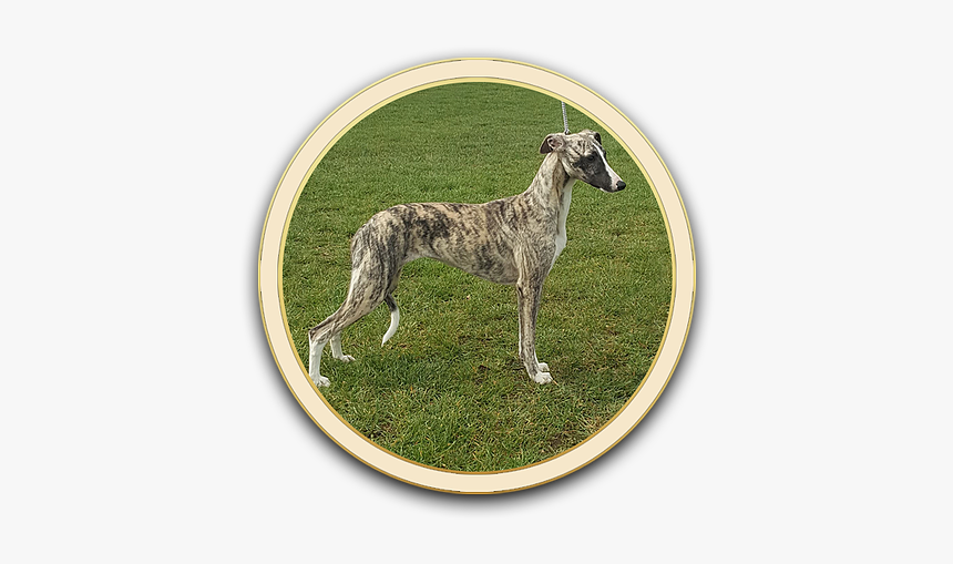 Galgo Español, HD Png Download, Free Download