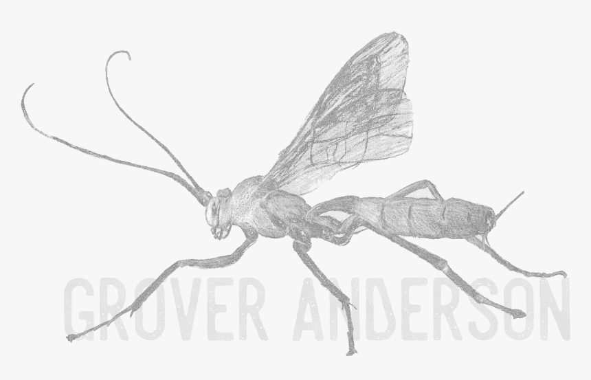 Hornet, HD Png Download, Free Download