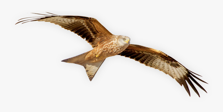 The Ii International Symposium Of Red Kite - Red Kite Bird Png, Transparent Png, Free Download