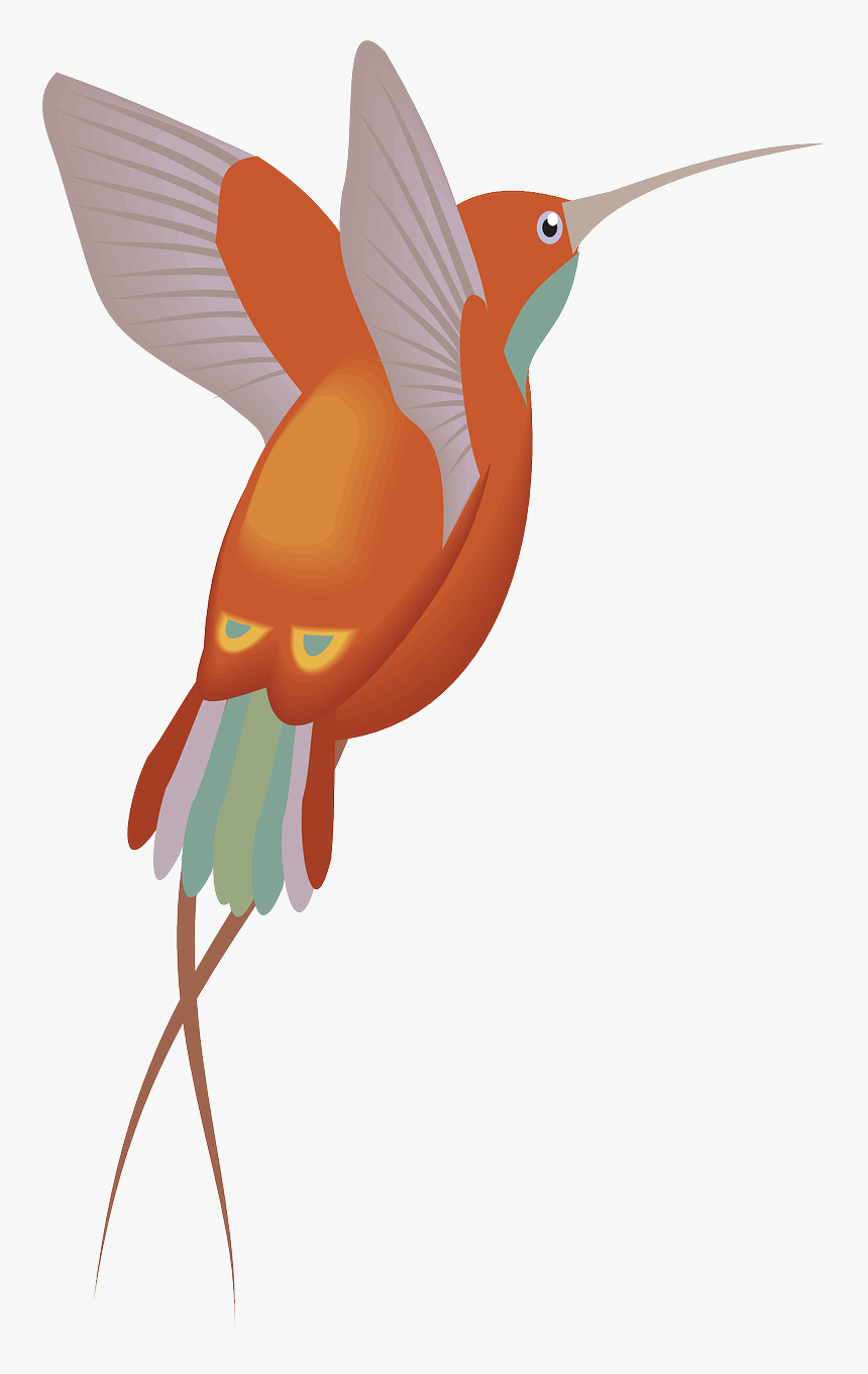 Red Orange Hummingbird, HD Png Download, Free Download