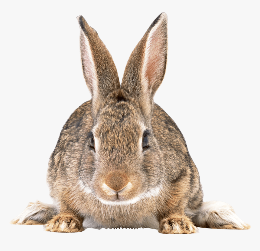 Cute Brown Rabbit Png Image - Cottontail Rabbit Png, Transparent Png, Free Download