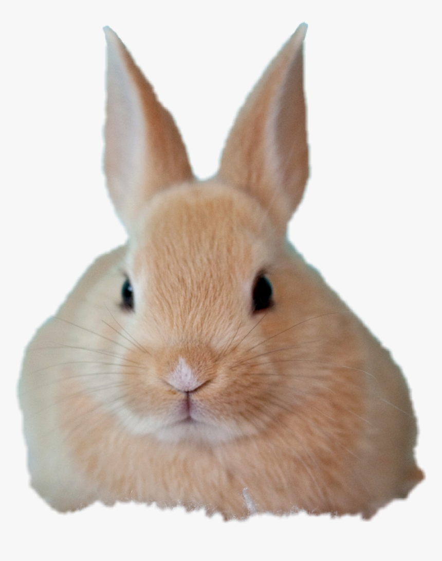 Babybunny Freetoedit Baby Bunny Babybunny Picsart Brus もふもふ うさぎ 待ち受け 効果 Hd Png Download Kindpng