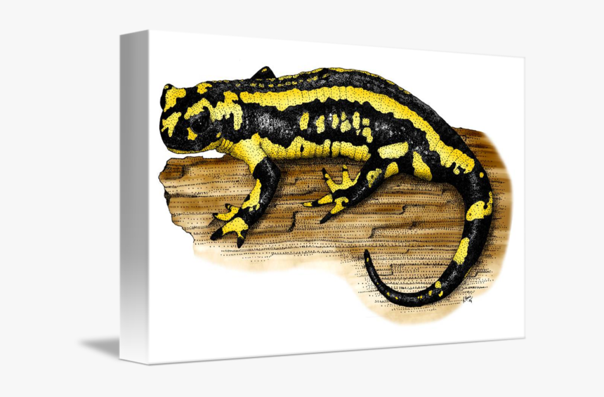 Amphibians Drawing Fire - Fire Salamander, HD Png Download, Free Download