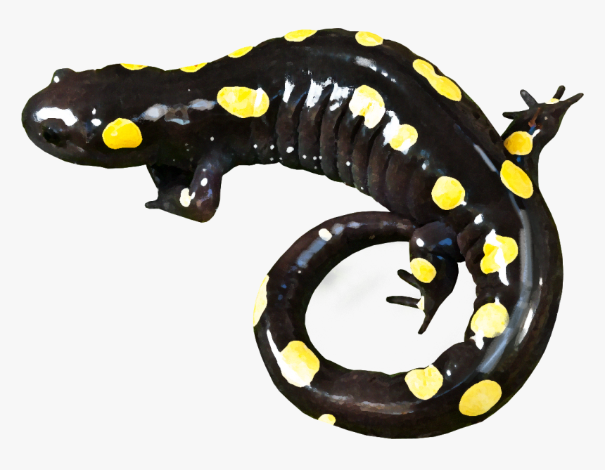 Yellow-spotted Salamander - Spotted Salamander, HD Png Download, Free Download