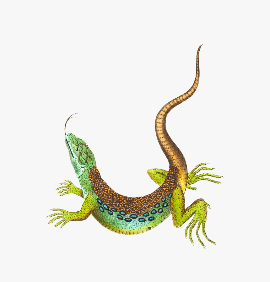 Lizard, HD Png Download, Free Download