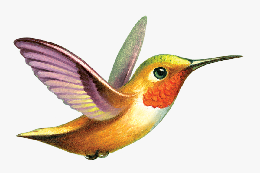 Transparent Background Humming Birds Gif, HD Png Download, Free Download