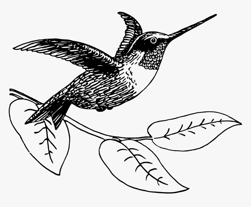 Black And White Png Hummingbird, Transparent Png, Free Download