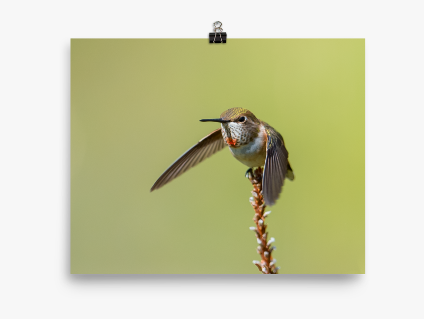 Hummingbird With Green Head And Orange Throat Taking - European Swallow, HD Png Download, Free Download