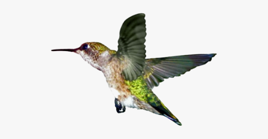 Hummingbird On Transparent Background, HD Png Download, Free Download