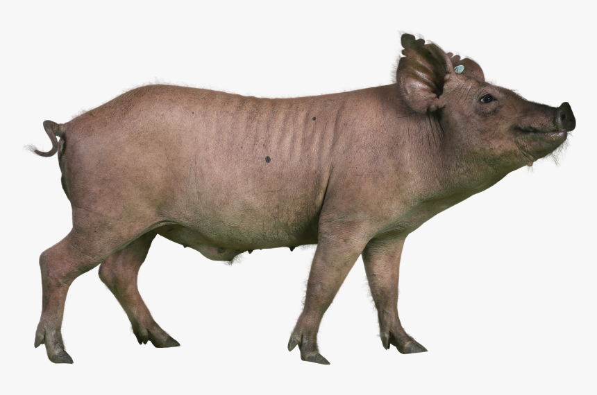 Pigs Png, Transparent Png, Free Download