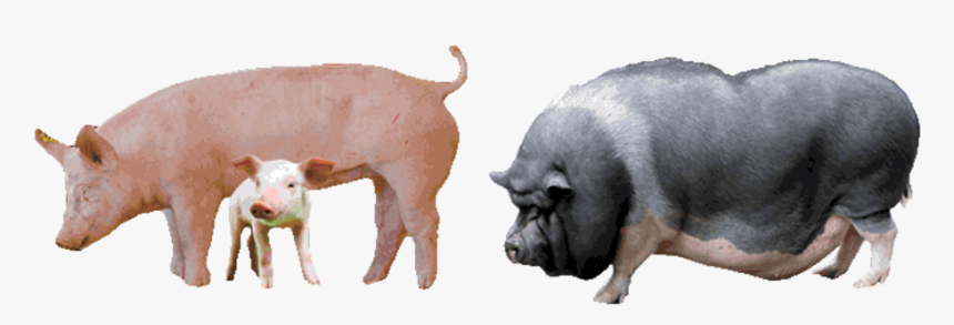 Pigs - Domestic Pig, HD Png Download, Free Download
