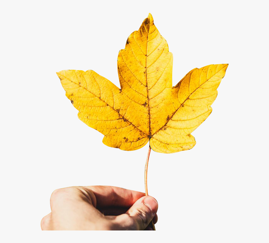 Holding Maple Leaf - Portable Network Graphics, HD Png Download, Free Download