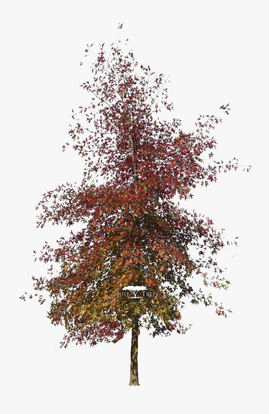 Maple , Png Download - Maple, Transparent Png, Free Download