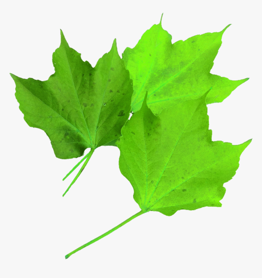 Harvest Leaf Png, Transparent Png, Free Download