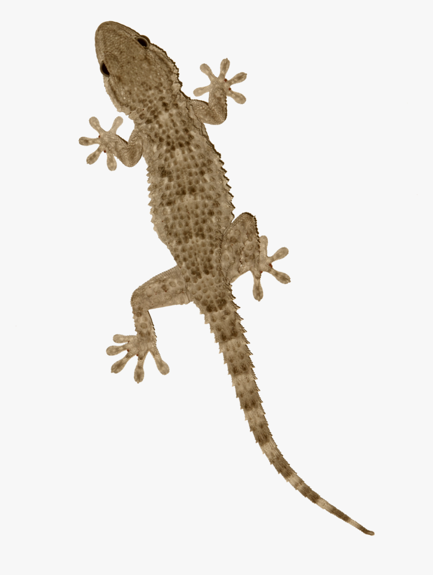 Transparent Gecko Vietnamese - Reptile Png, Png Download, Free Download