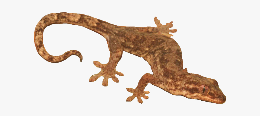 House Gecko, HD Png Download, Free Download