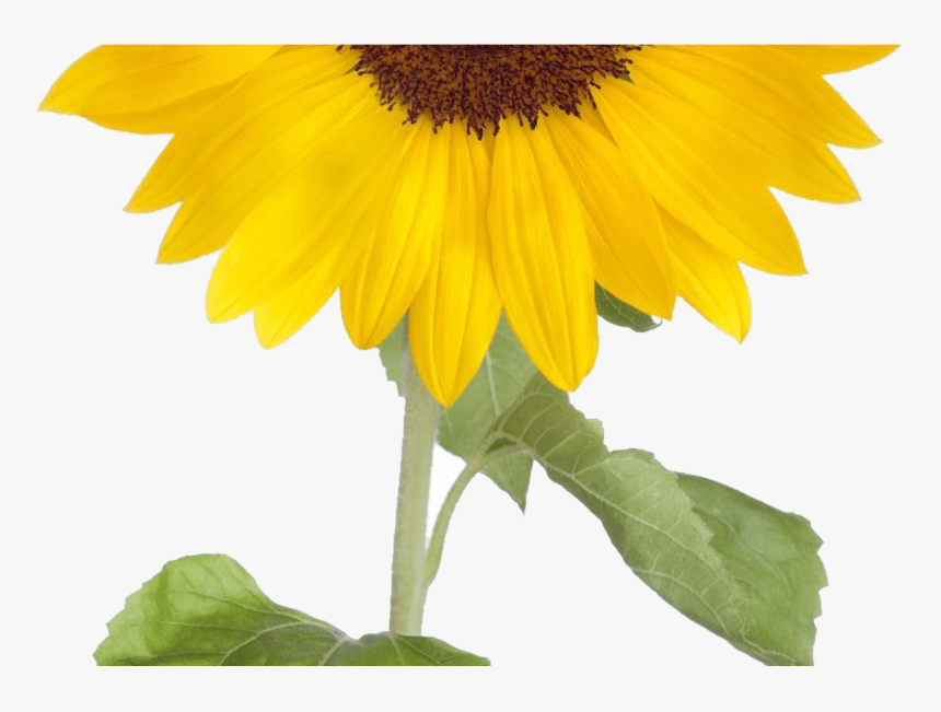 Sunflower Free Sunflower Clip Art Free Clipart Images - Sunflower Plant Transparent Background, HD Png Download, Free Download