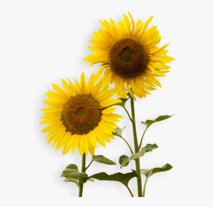 Sunflower Png Free Download - Free Ppt Sunflower Template, Transparent Png, Free Download