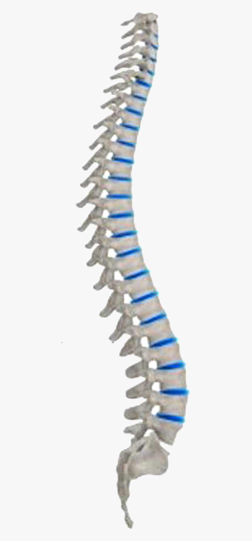 Transparent Png Of A Spine - Spinal Cord No Background, Png Download, Free Download