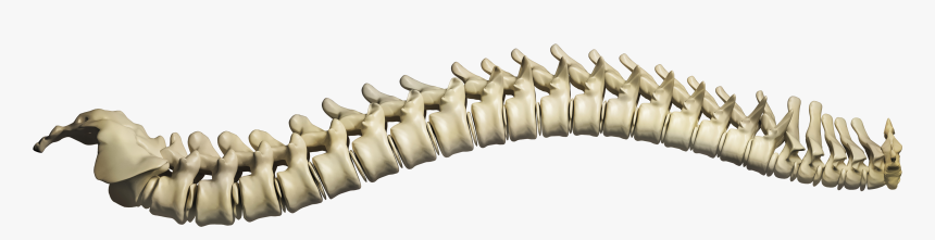 Archives Michelle Bridges Scoliosis - Spinal Cord Png, Transparent Png, Free Download