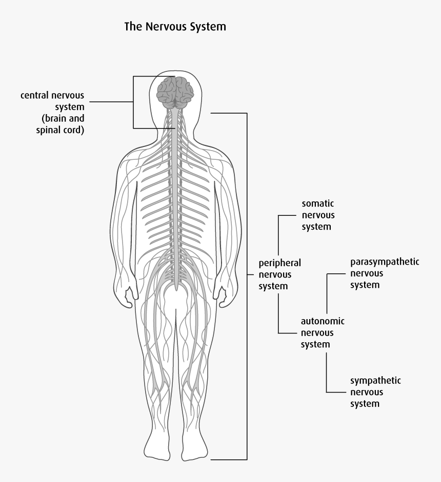 Anatomy And Physiology Of The Brain And Spinal Cord - Rib, HD Png Download, Free Download