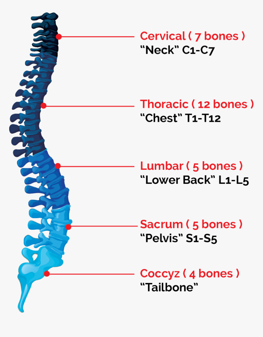 Transparent Slip Clipart - Bones In Spinal Cord, HD Png Download, Free Download