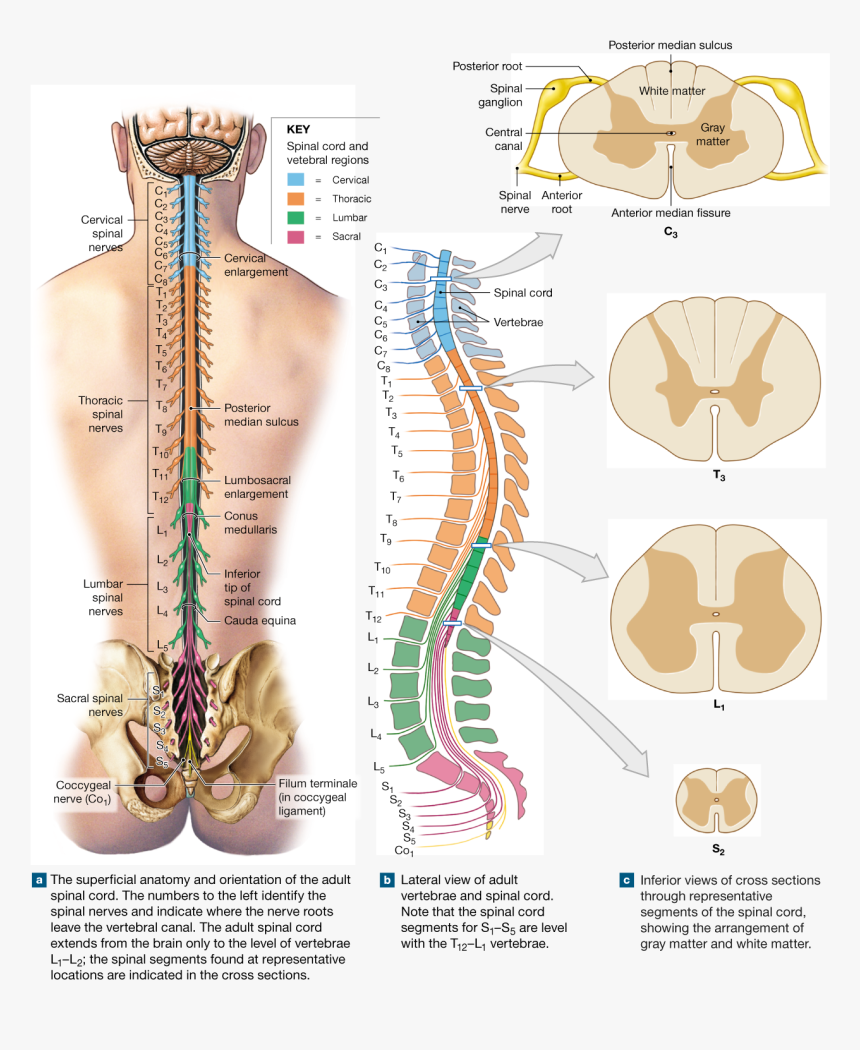 Nerves Of The Spine Png - Gross Anatomy Of Adult Spinal Cord, Transparent Png, Free Download