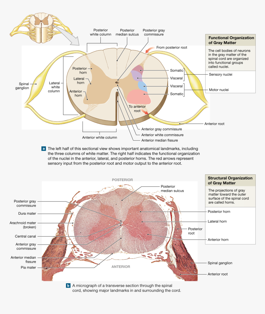 Spinal Cord Gray Matter Integrates Information And - Accessory Nucleus Spinal Cord, HD Png Download, Free Download