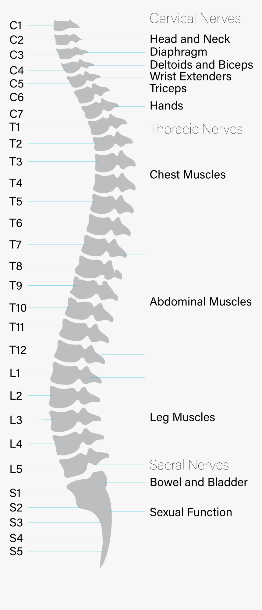 Inline Image Alt Text - Spine Vector, HD Png Download, Free Download