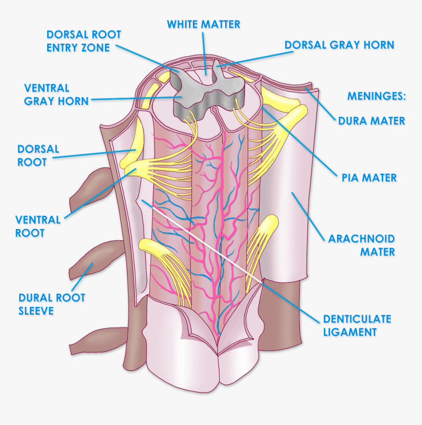 Spinal Cord Meninges - Anatomy Spinal Cord And Vertebral Column, HD Png Download, Free Download