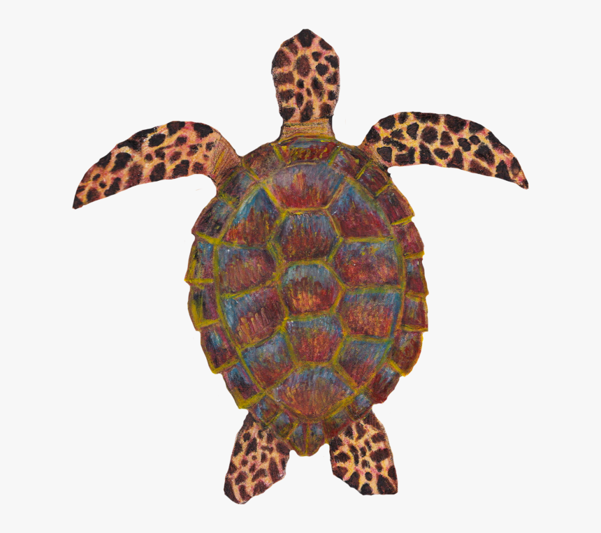 Hawksbill Sea Turtle, HD Png Download, Free Download