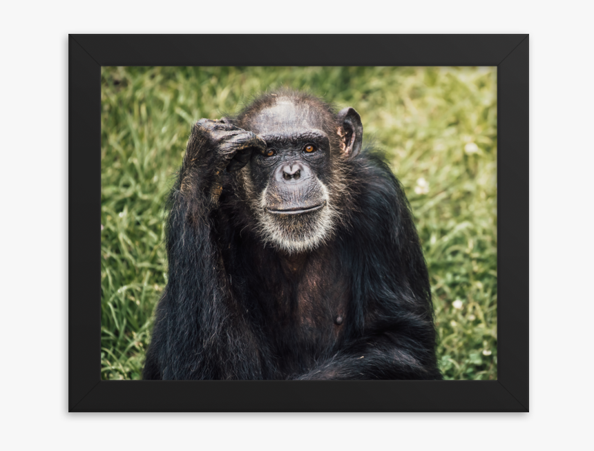 Common Chimpanzee, HD Png Download, Free Download