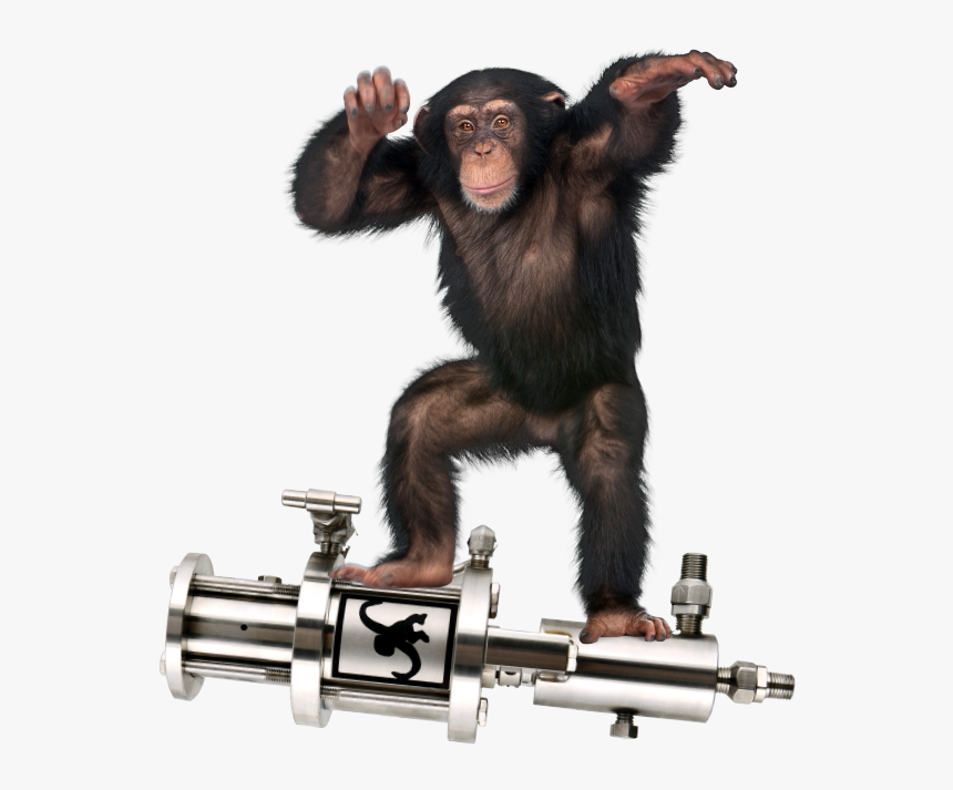 Chimpanzee Standing Up, HD Png Download, Free Download