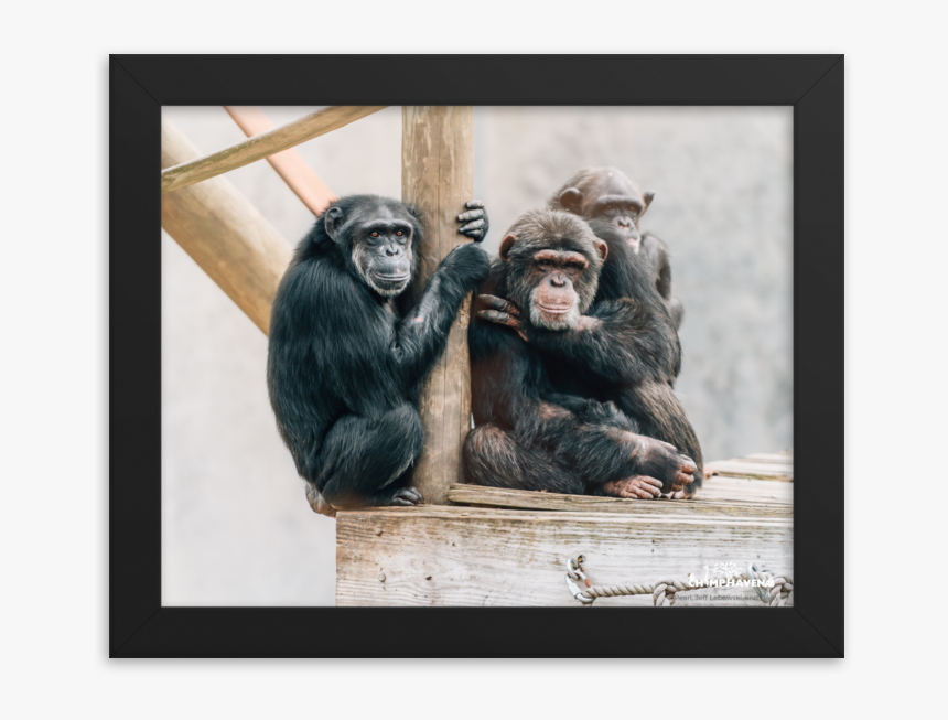 Common Chimpanzee, HD Png Download, Free Download