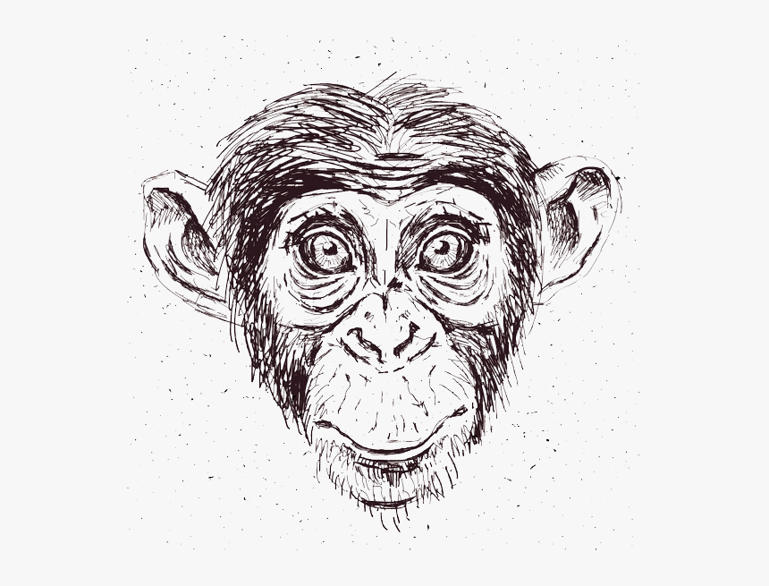 Chimp , Png Download - Vector Graphics, Transparent Png, Free Download