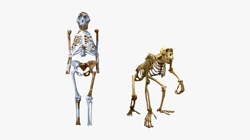 Compare Lucy With Chimpanzee - What's The Opposite Of Bipedal, HD Png Download, Free Download