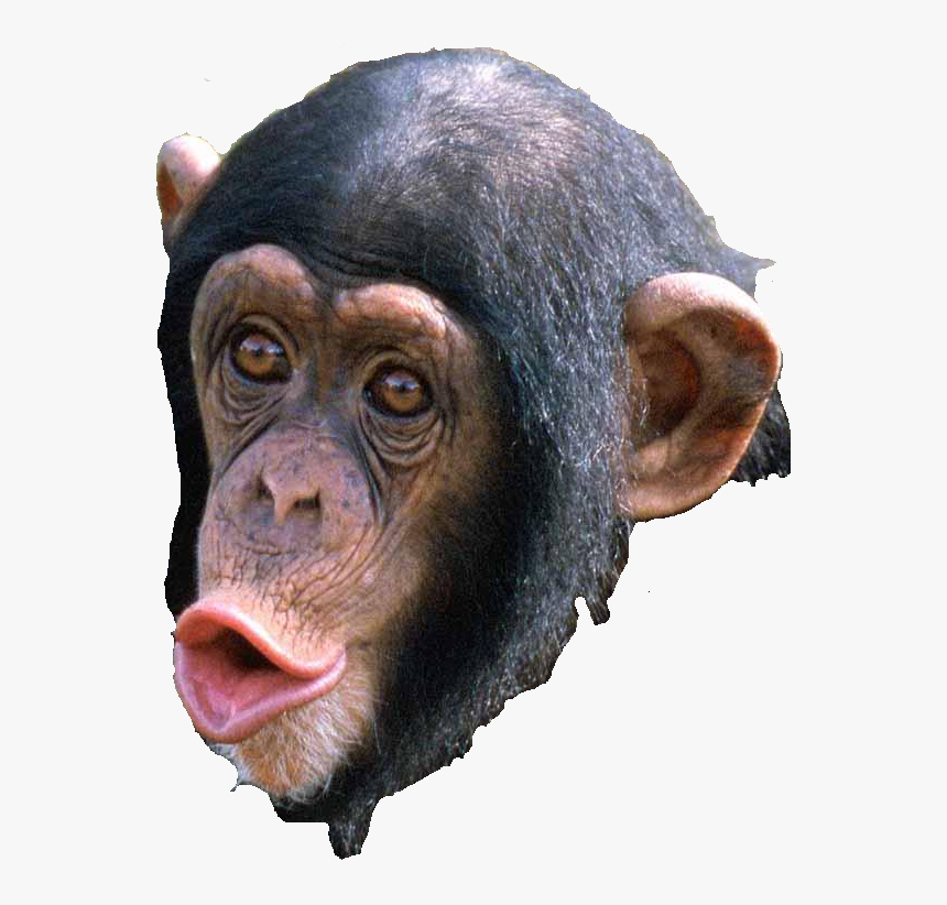 Beautiful Chimpanzee, HD Png Download, Free Download