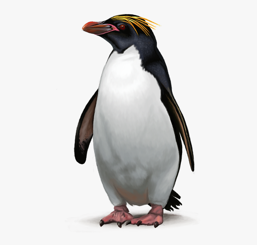 Macaroni Penguin Png, Transparent Png - kindpng.