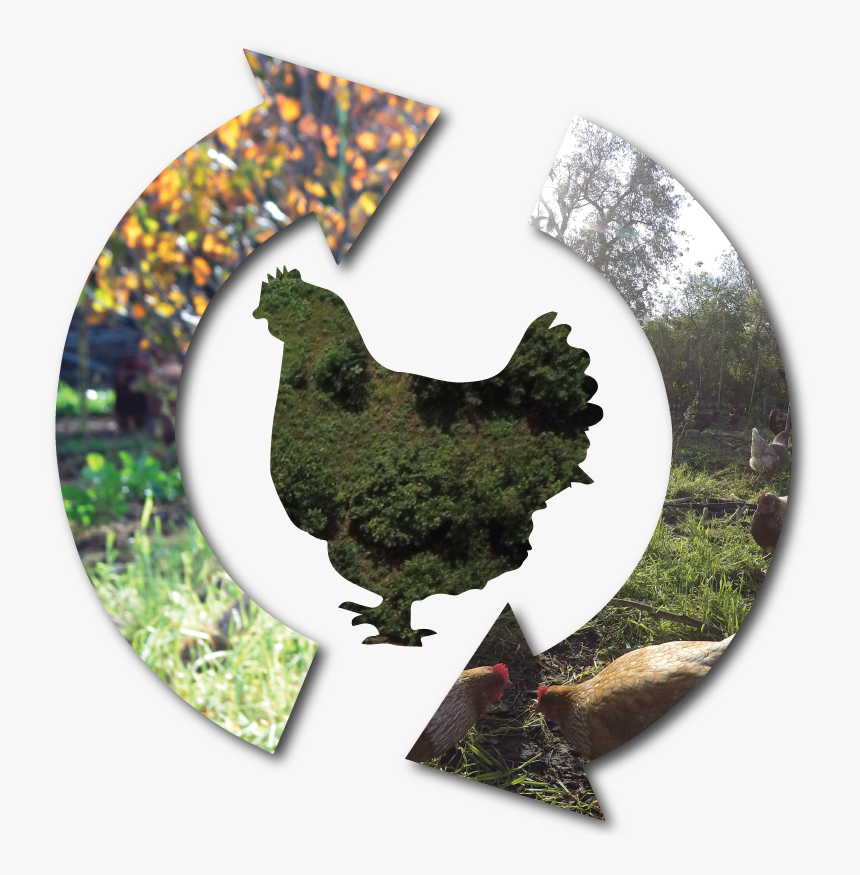 Main Street Project Chicken Cycles Tree Range - Rooster, HD Png Download, Free Download